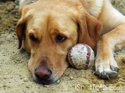 dog and ball.jpg