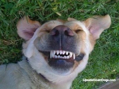 Dog smiling.jpg